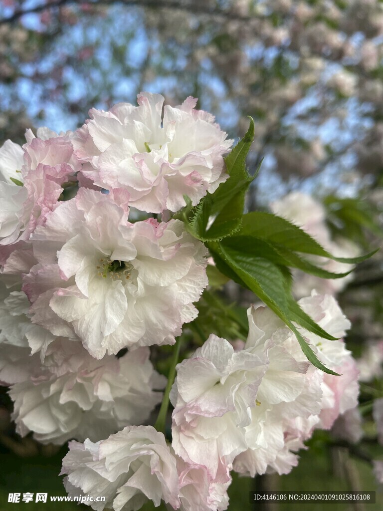 樱花