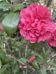 茶花