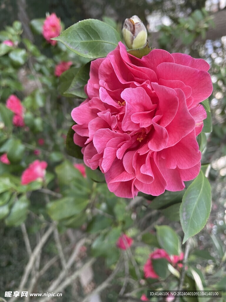 茶花