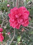 茶花