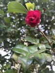 茶花