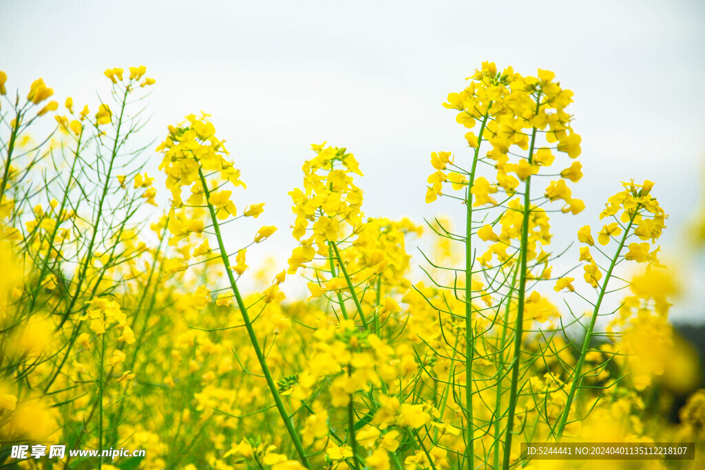 油菜花簇