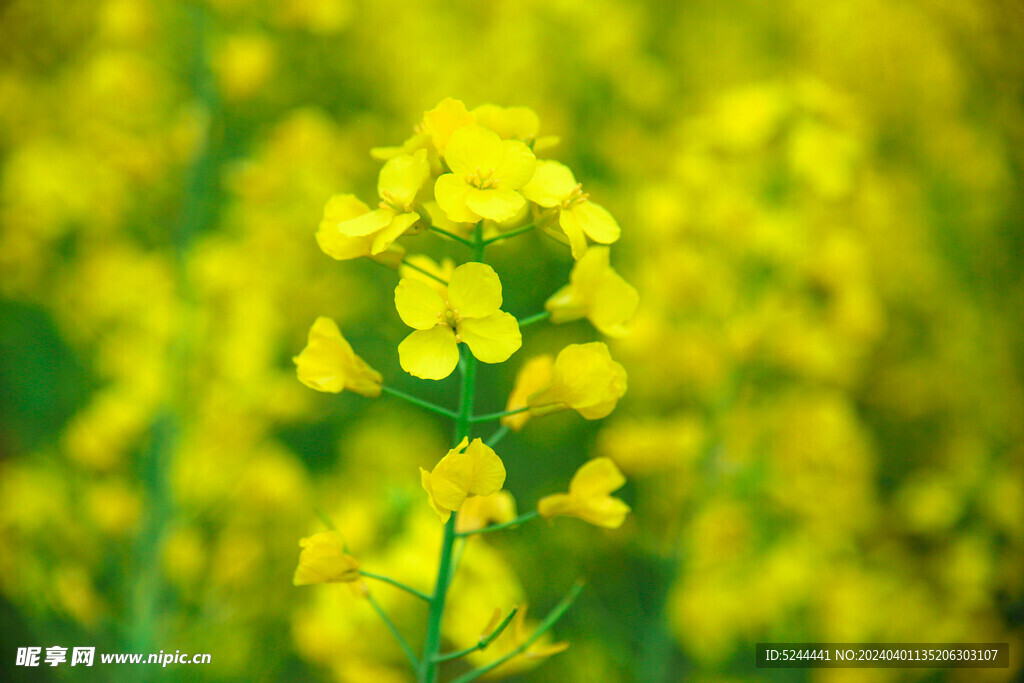 油菜花