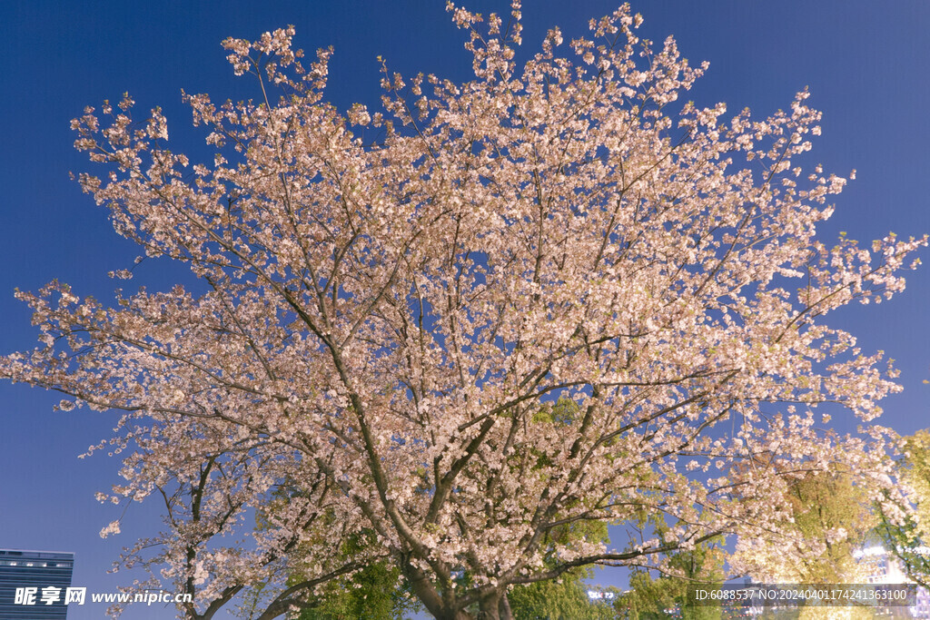 樱花树