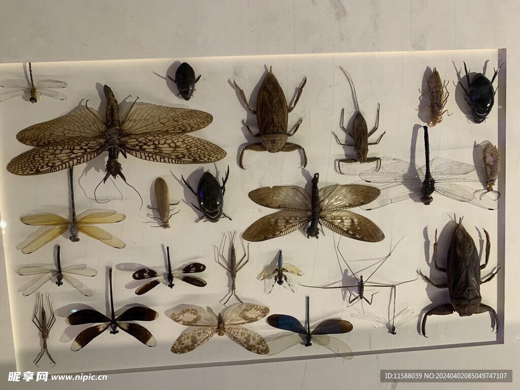 蜻蜓甲虫标本