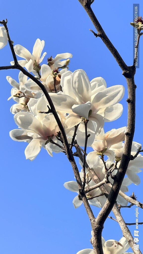 上海市花白玉兰