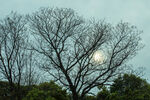 桂林游记树与阳光