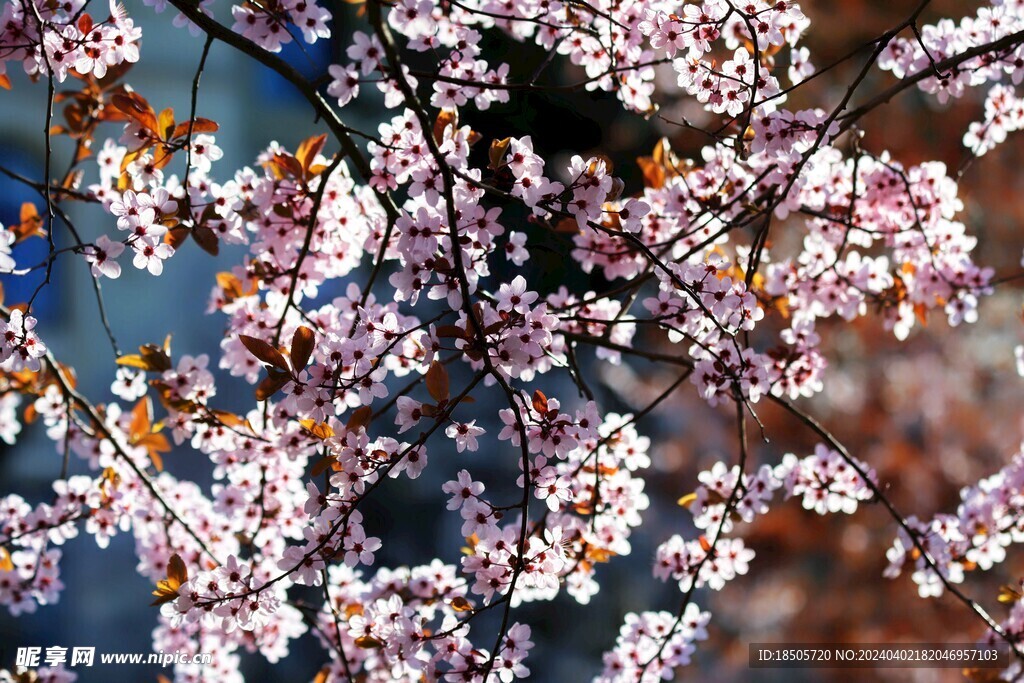 粉色花朵