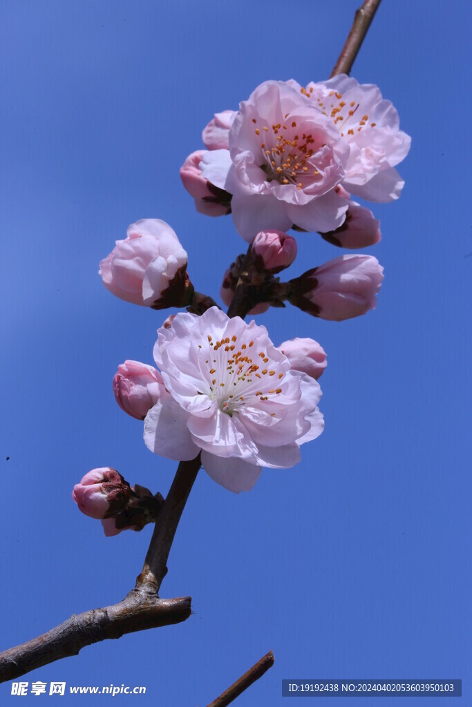 桃花 