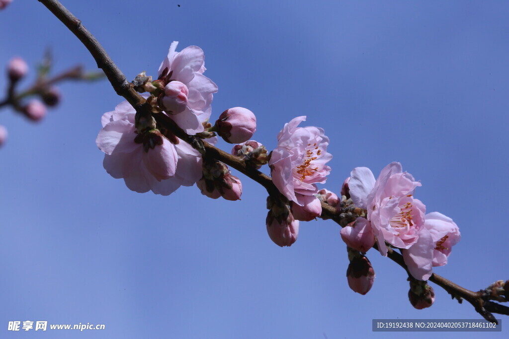 桃花