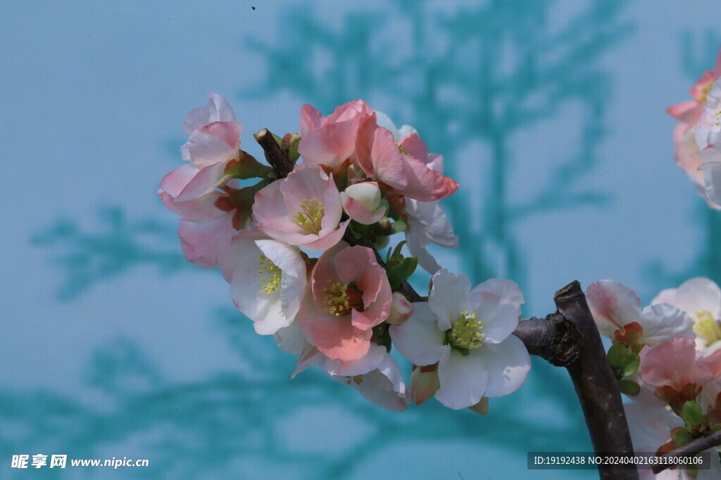 海棠花