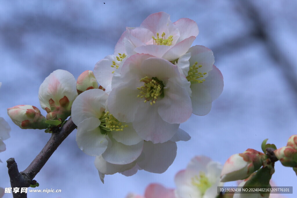 海棠花