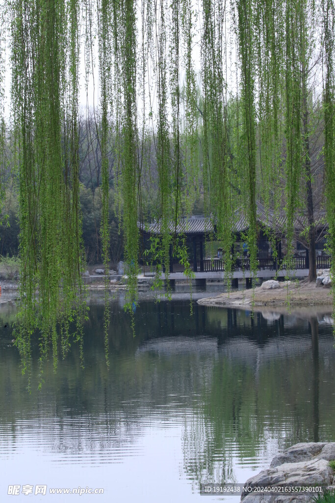 垂柳风景 