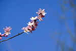 春天桃花花枝