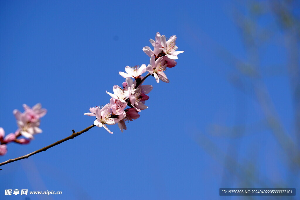 春天桃花花枝