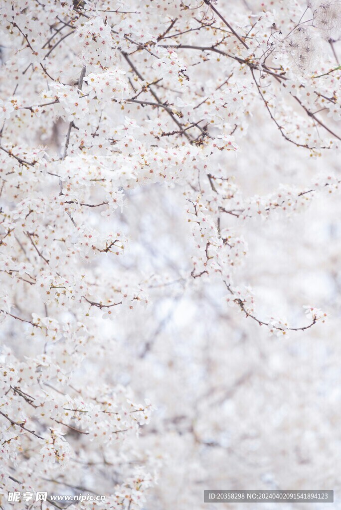 花枝 花树 