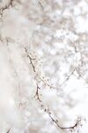 花枝 花树