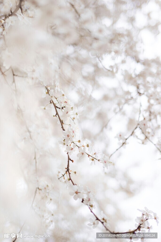 花枝 花树
