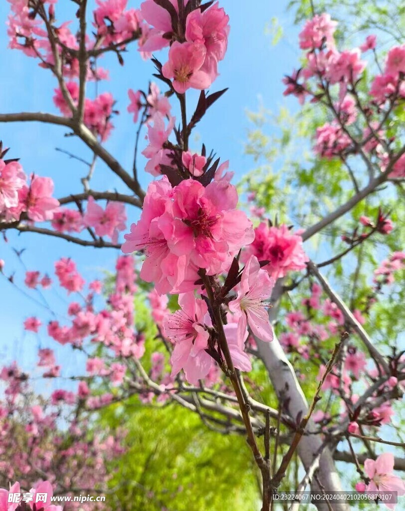 樱花摄影