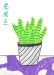 虎皮兰