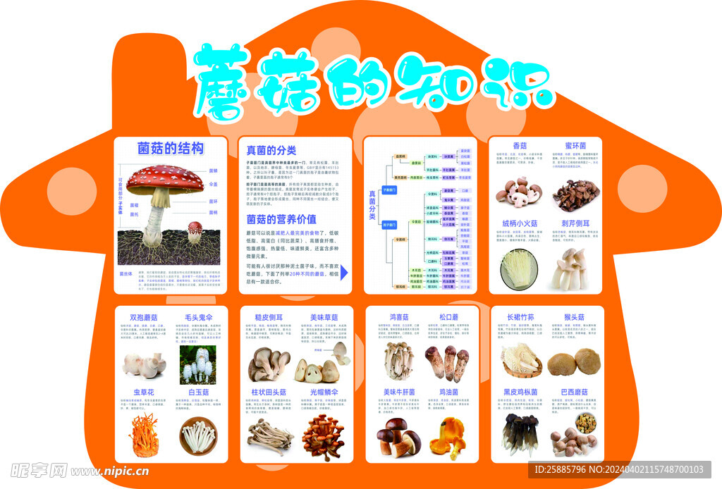 蘑菇的知识