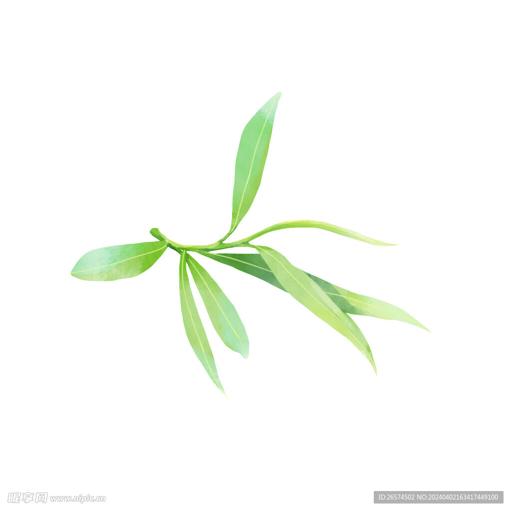 柳树嫩芽 