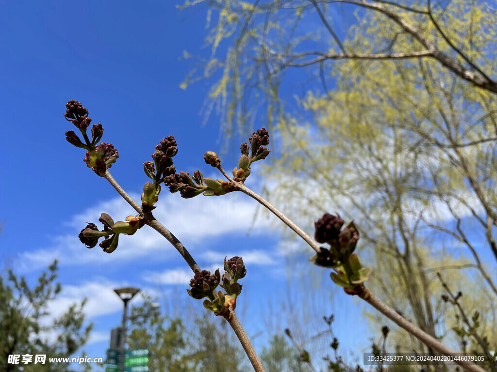 丁香花