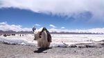西藏纳木错拍摄耗牛和湖