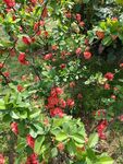 茶花