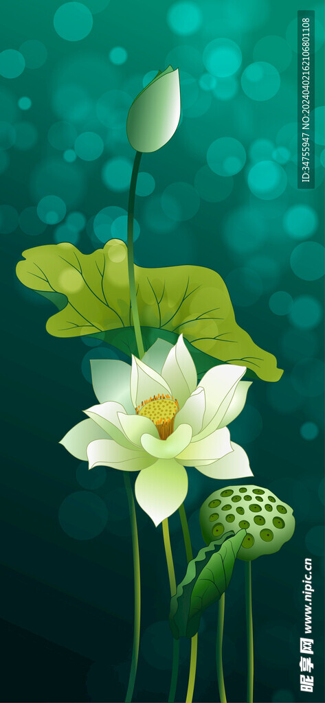 荷花
