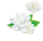 茉莉花 白牡丹免扣素材