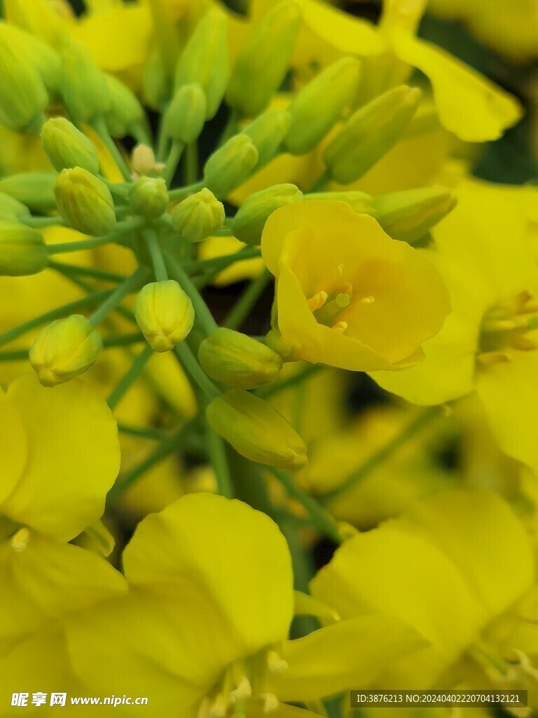 春天 风景 油菜花