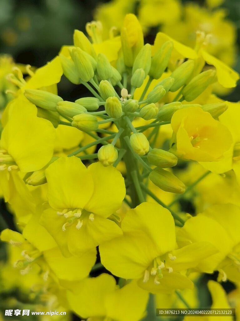 春天 风景 油菜花
