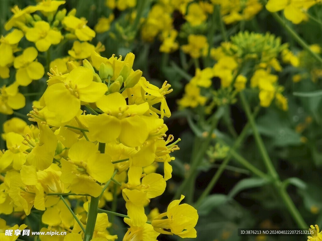 春天 风景 油菜花