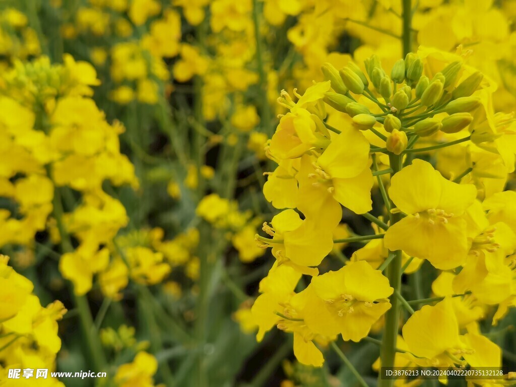 春天 风景 油菜花