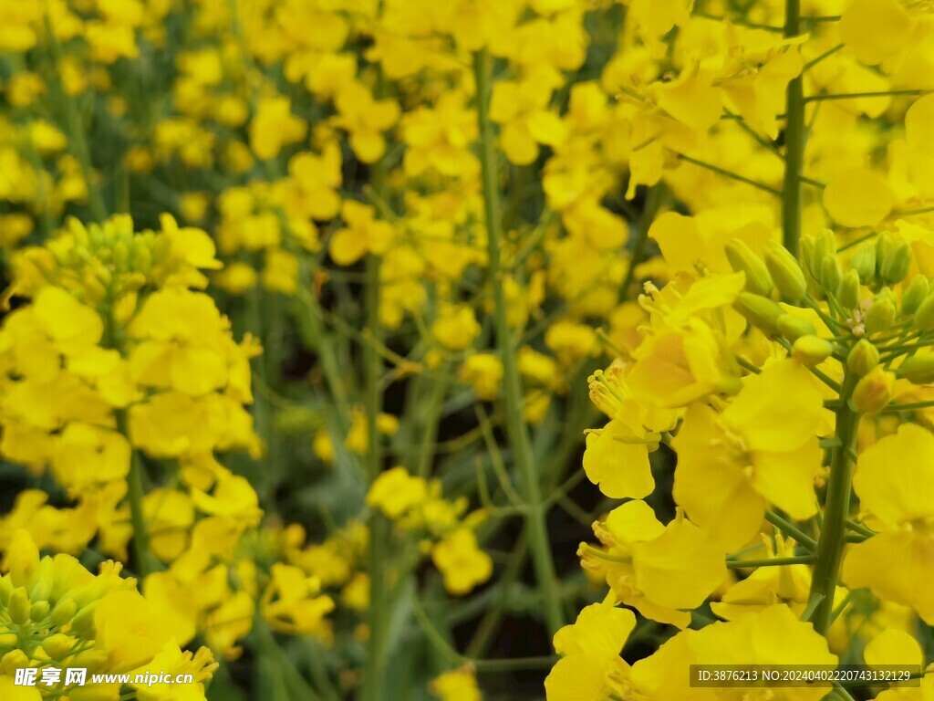 春天 风景 油菜花