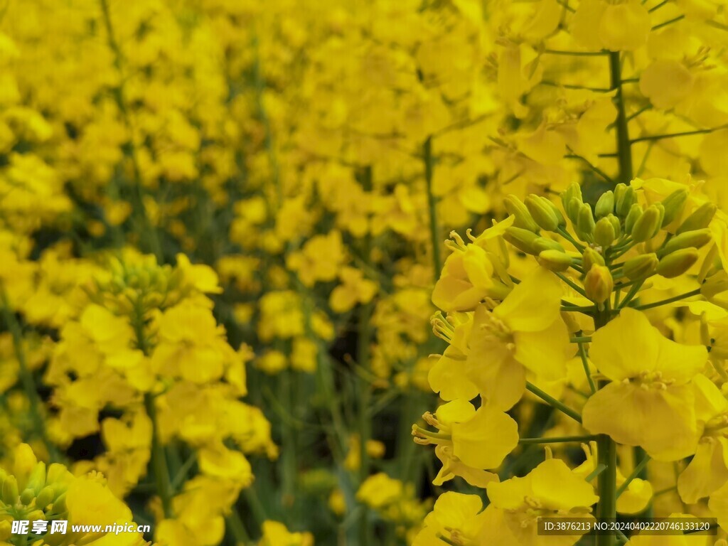 春天 风景 油菜花