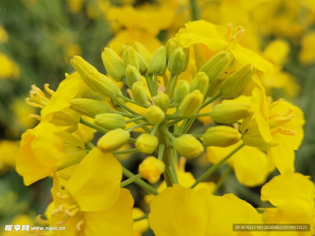 春天 风景 油菜花