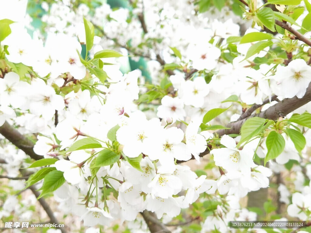 春天 桃花 风景