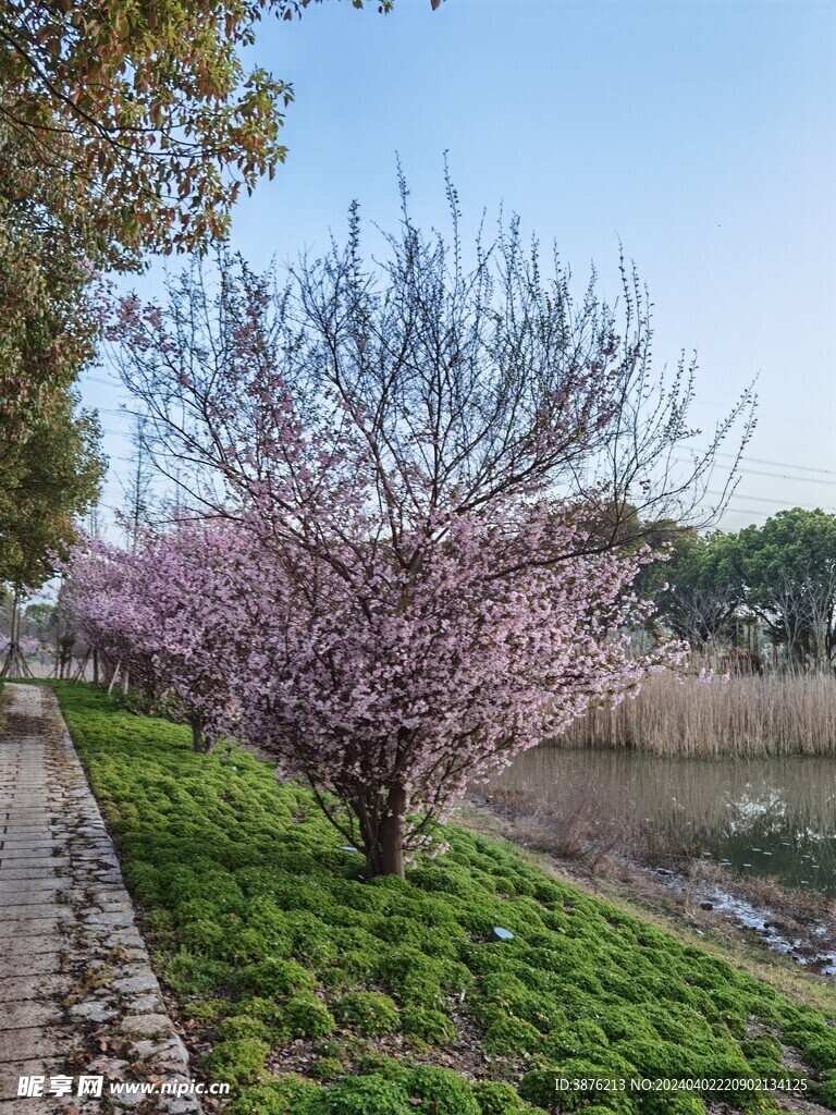 桃花 春天