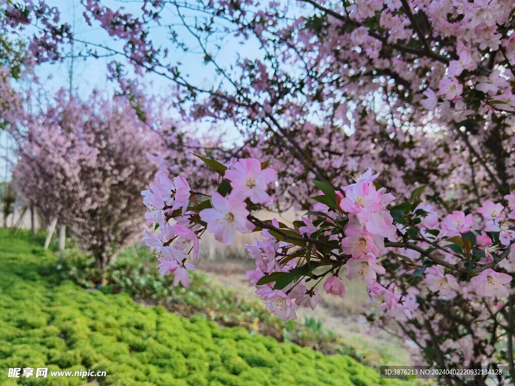 春天 桃花 风景