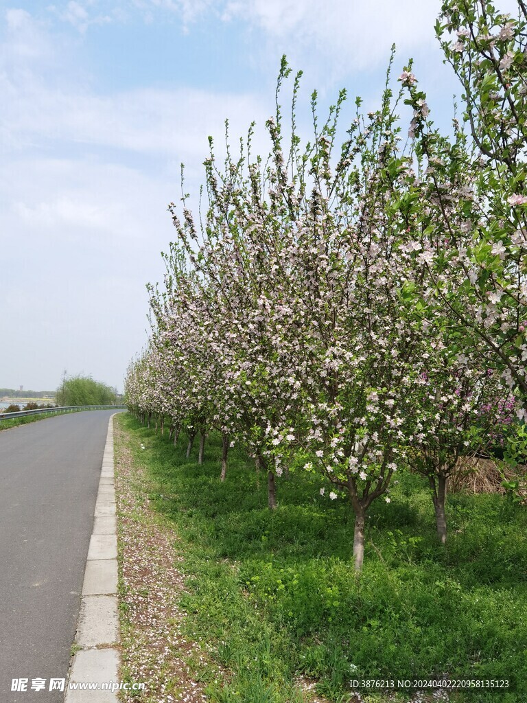 春天 桃花 风景