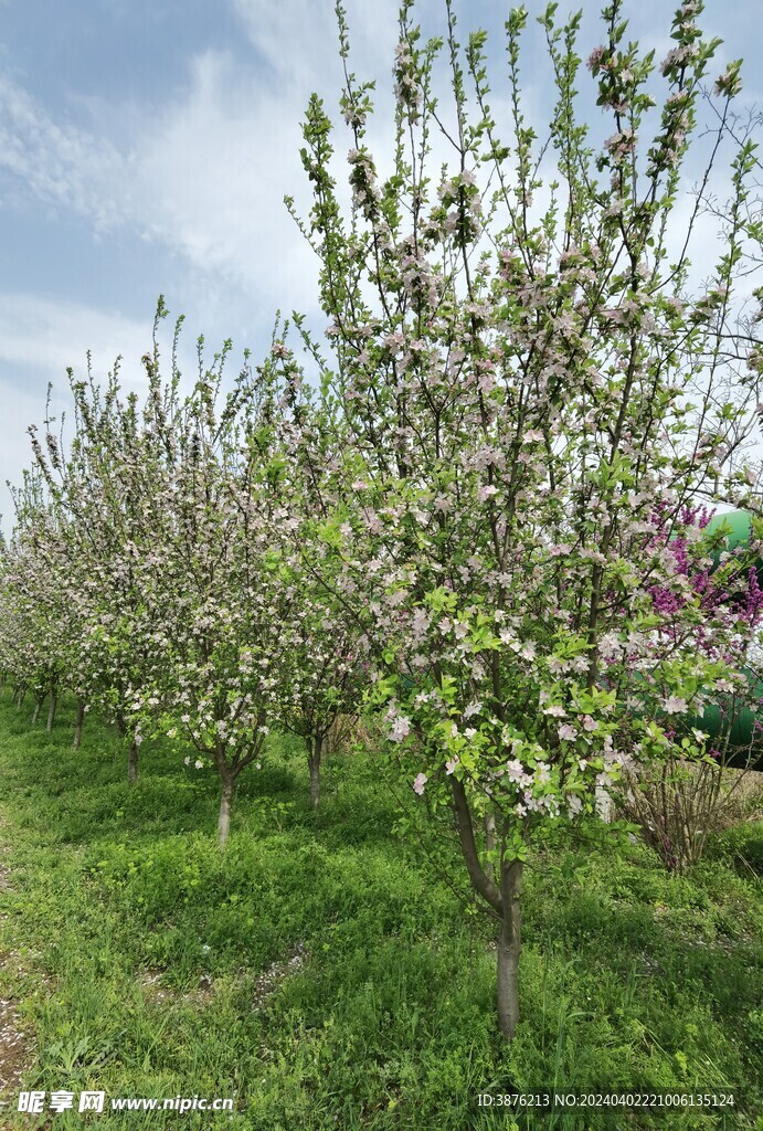 春天 桃花 风景