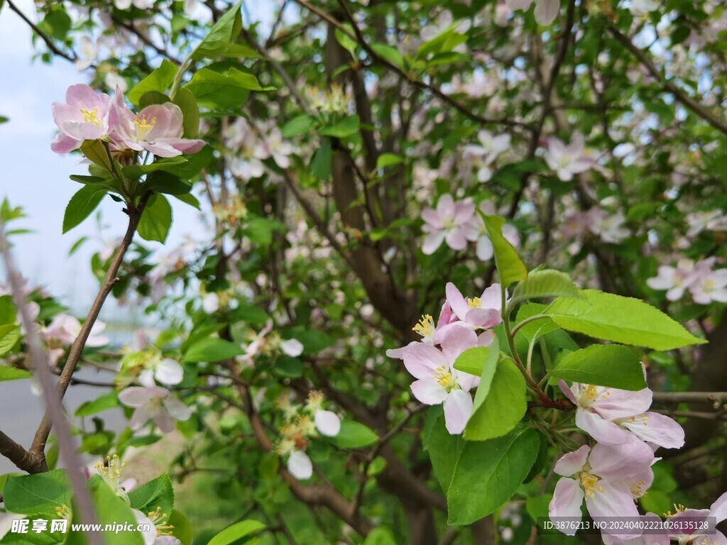 春天 桃花 风景