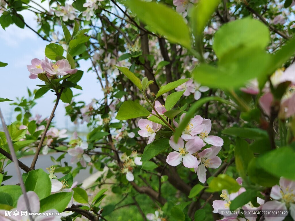 春天 桃花 风景