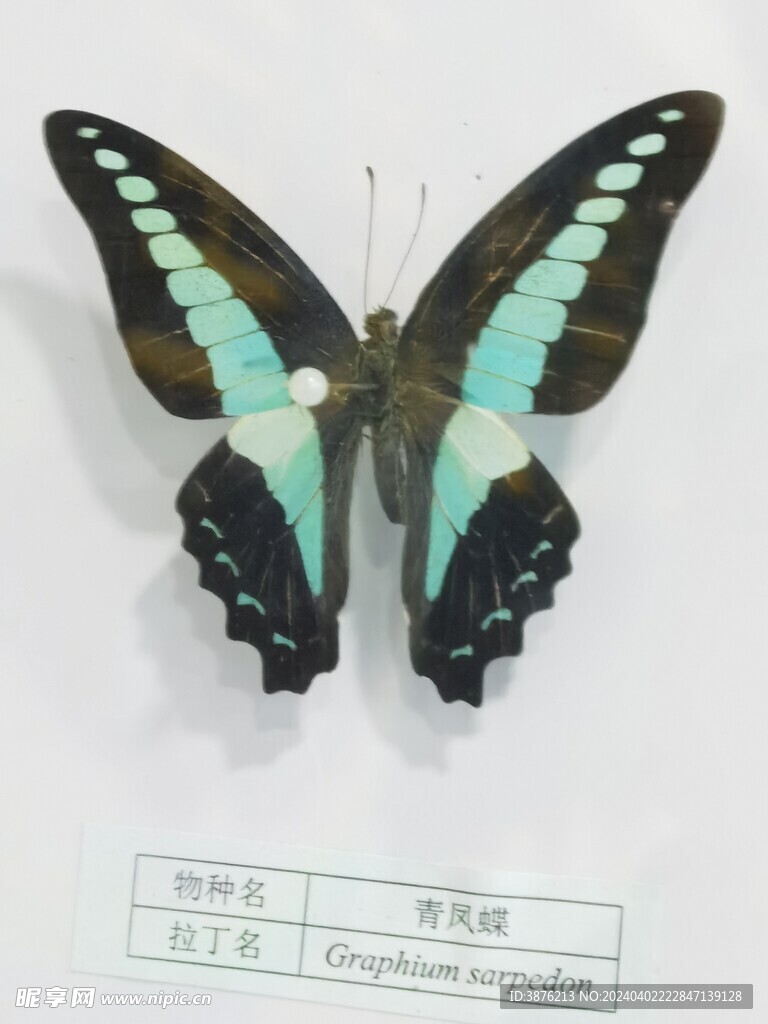 蝴蝶 昆虫 标本 印花