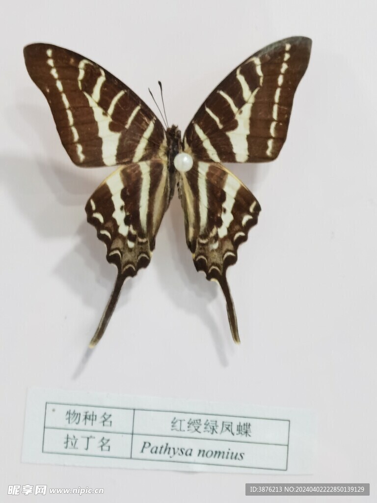 蝴蝶 昆虫 标本 印花