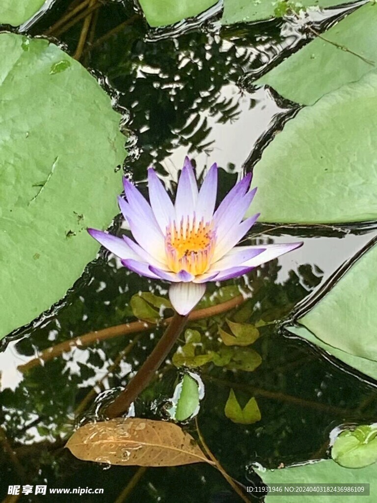 荷花  紫色 莲花