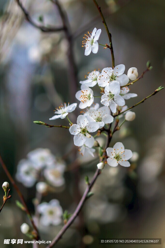 美丽的花朵