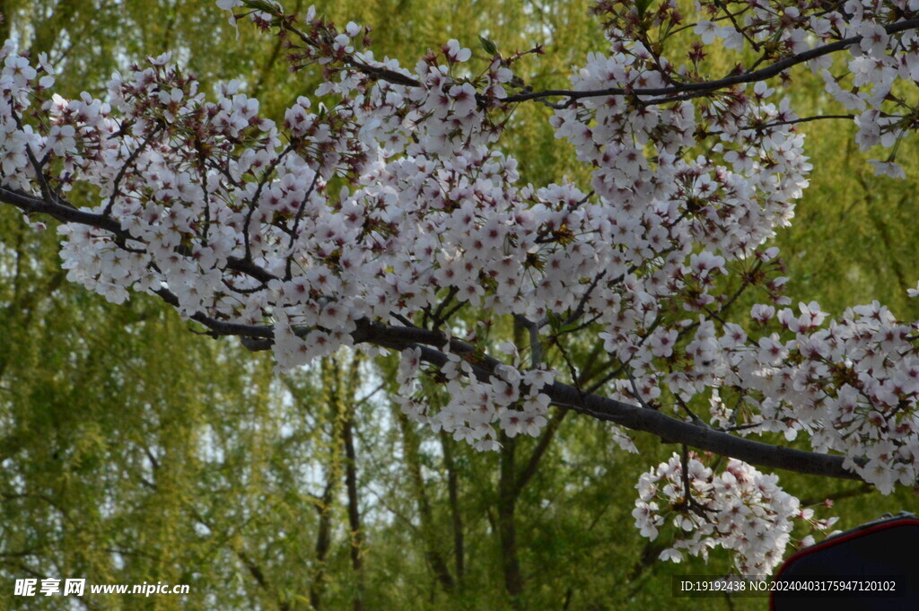 樱花 
